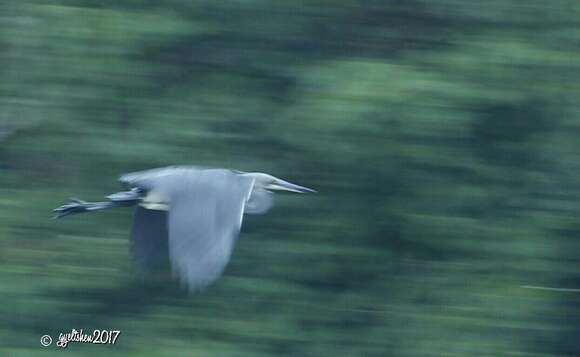 Imagem de Ardea insignis Hume 1878