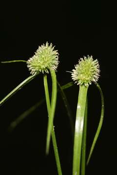 صورة Cyperus hortensis (Salzm. ex Steud.) Dorr