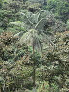 Image of Pumbo wax palm