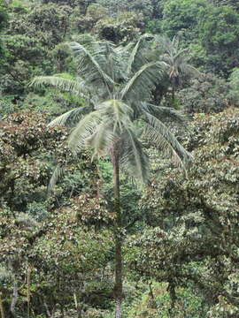 Ceroxylon echinulatum Galeano resmi