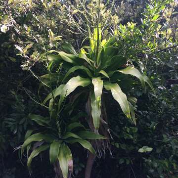 Plancia ëd Dracaena aletriformis (Haw.) Bos