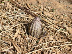 Image of Cistanche salsa (C. A. Mey.) G. Beck