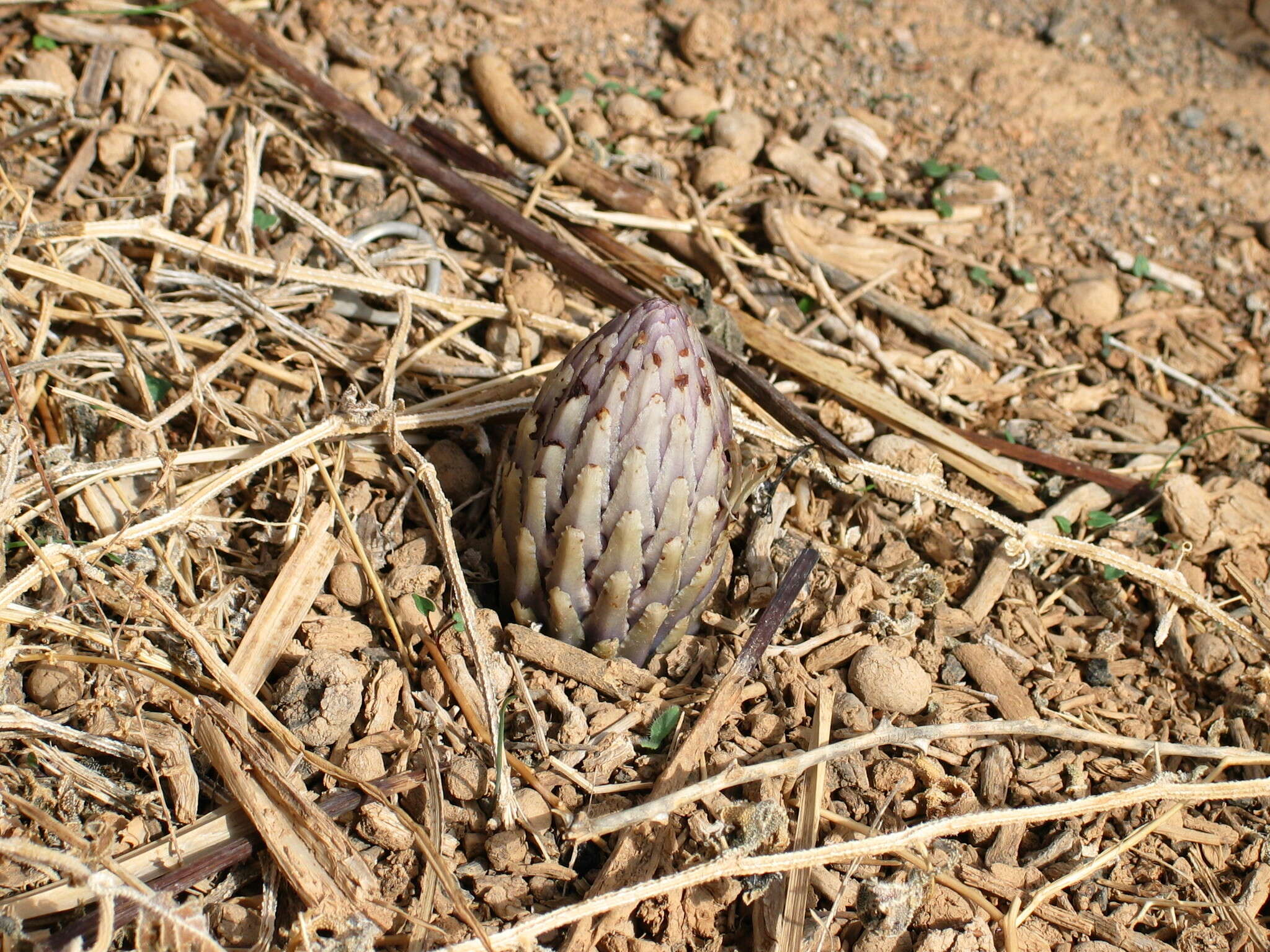 Image of Cistanche salsa (C. A. Mey.) G. Beck