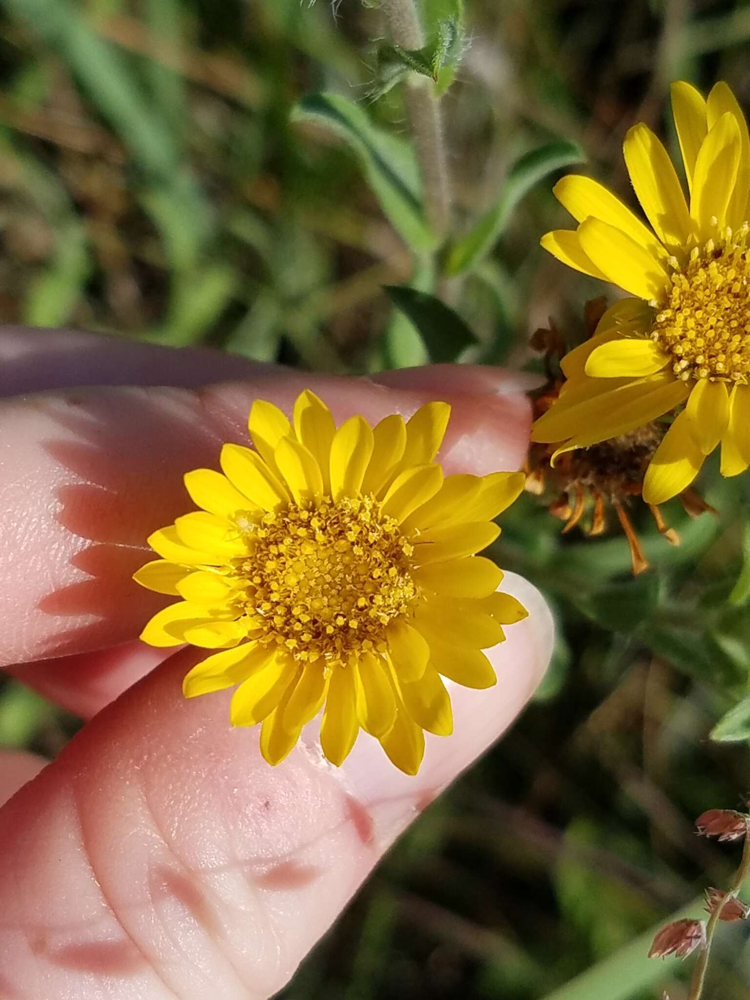 Image of lemonyellow false goldenaster