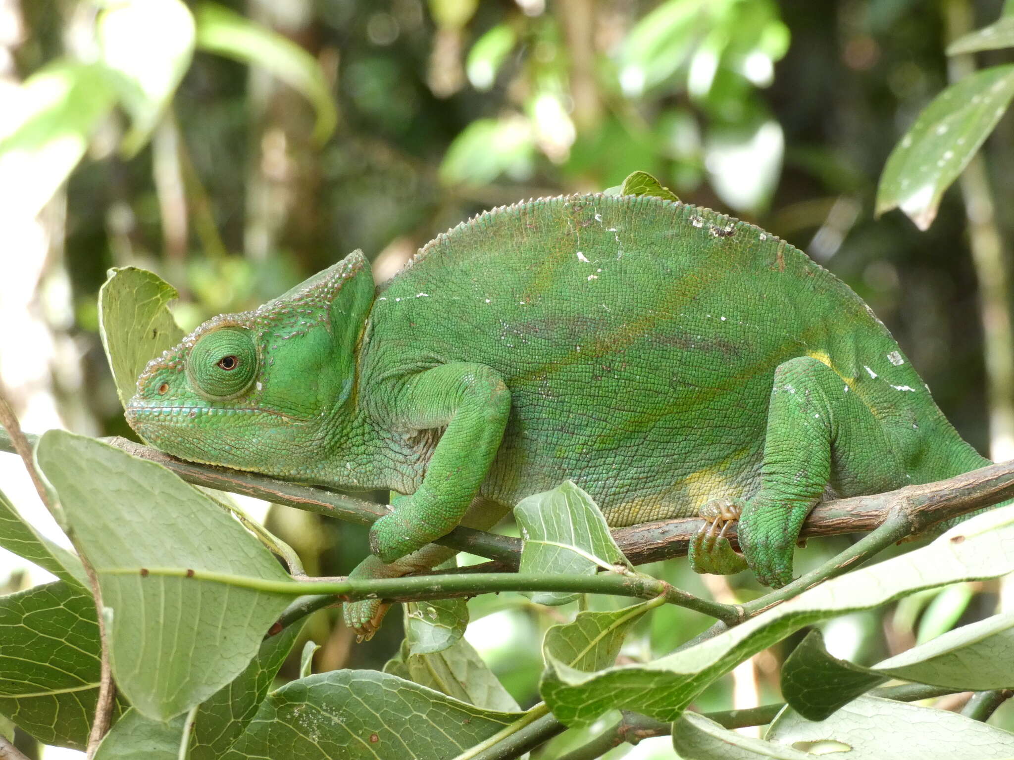 Image of Parson's Chameleon