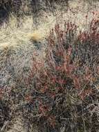 Image of Eastern Mojave buckwheat