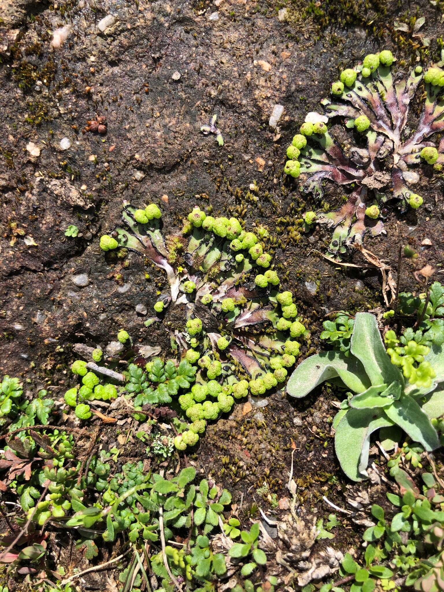 Image of Asterella drummondii (Taylor) R. M. Schust. ex D. G. Long