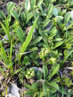 Image of Galium nankotaizanum Ohwi