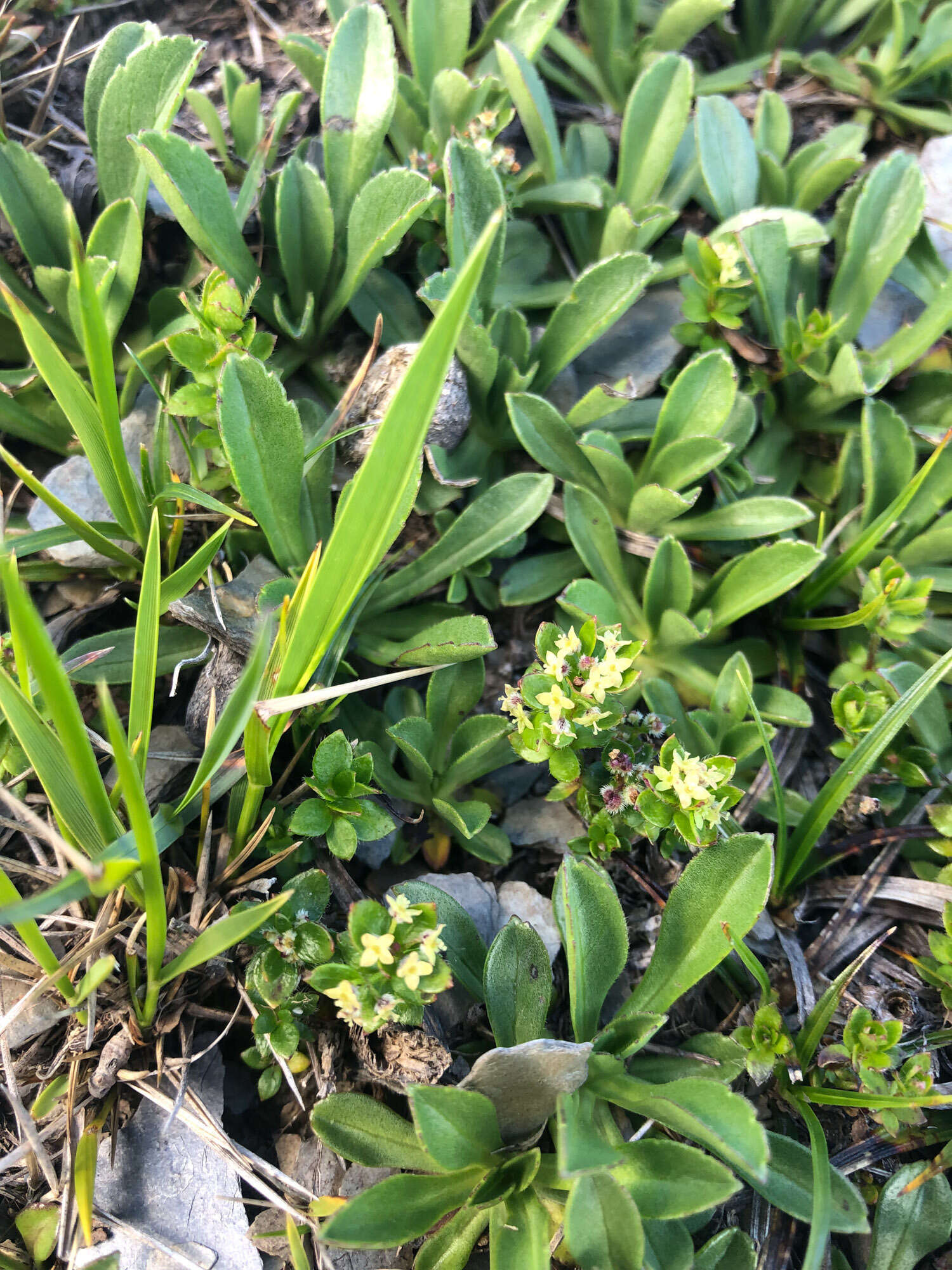 Plancia ëd Galium nankotaizanum Ohwi