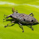 Image of Sphenocorynes cinereus (Illiger & J. C. W. 1800)