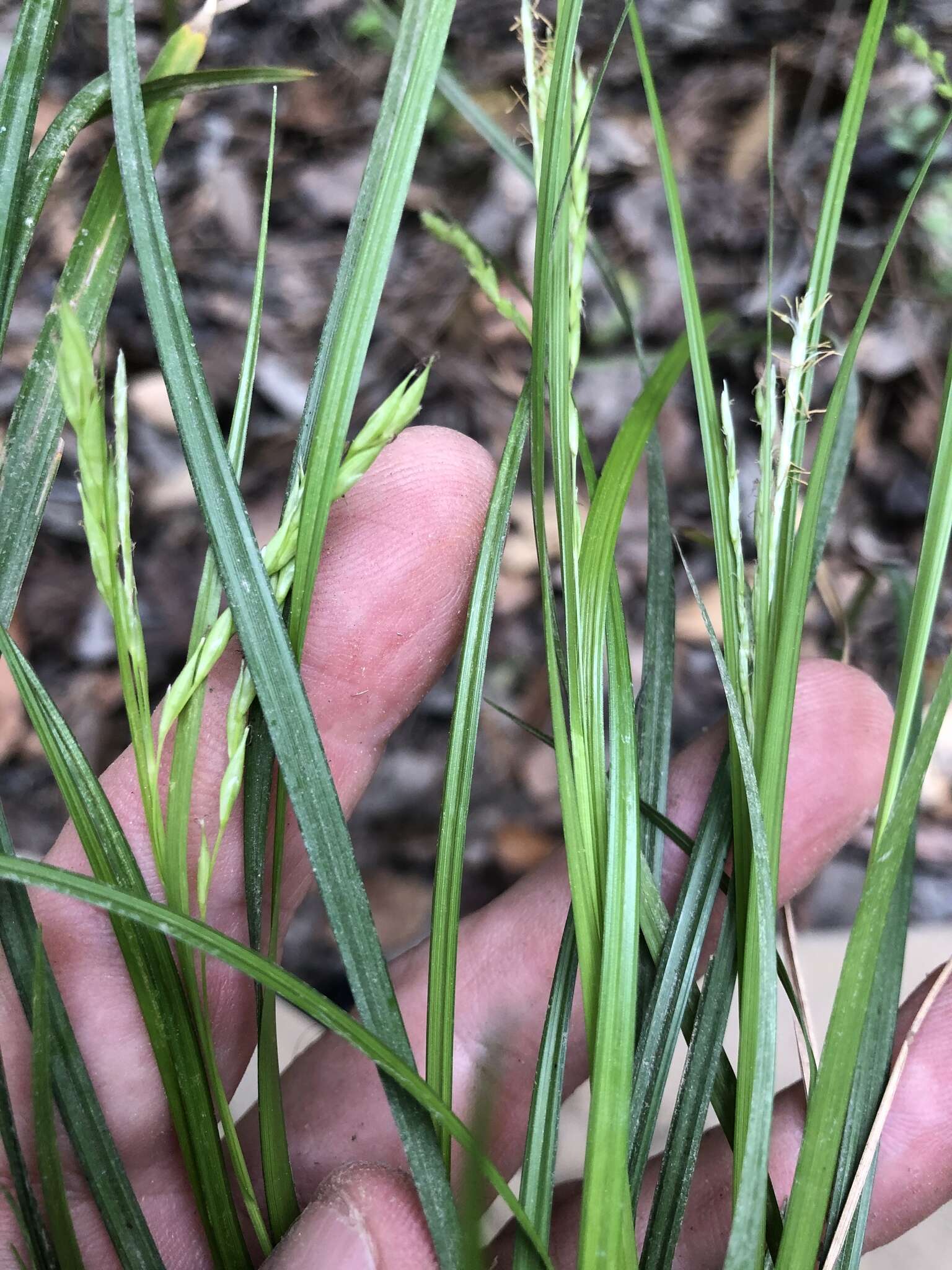 Imagem de Carex debilis Michx.