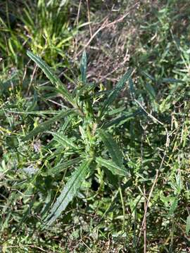 Image of Erechtites glomerata (Desf. ex Poir.) DC.