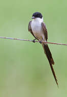 Image of Fork-tailed Flycatcher