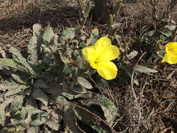 Image of Hooker's evening primrose