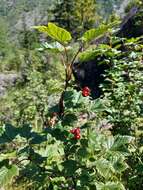 Image of Ribes altissimum Turcz. ex Pojark.