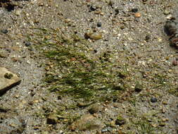 Image of Zostera noltii Hornem.