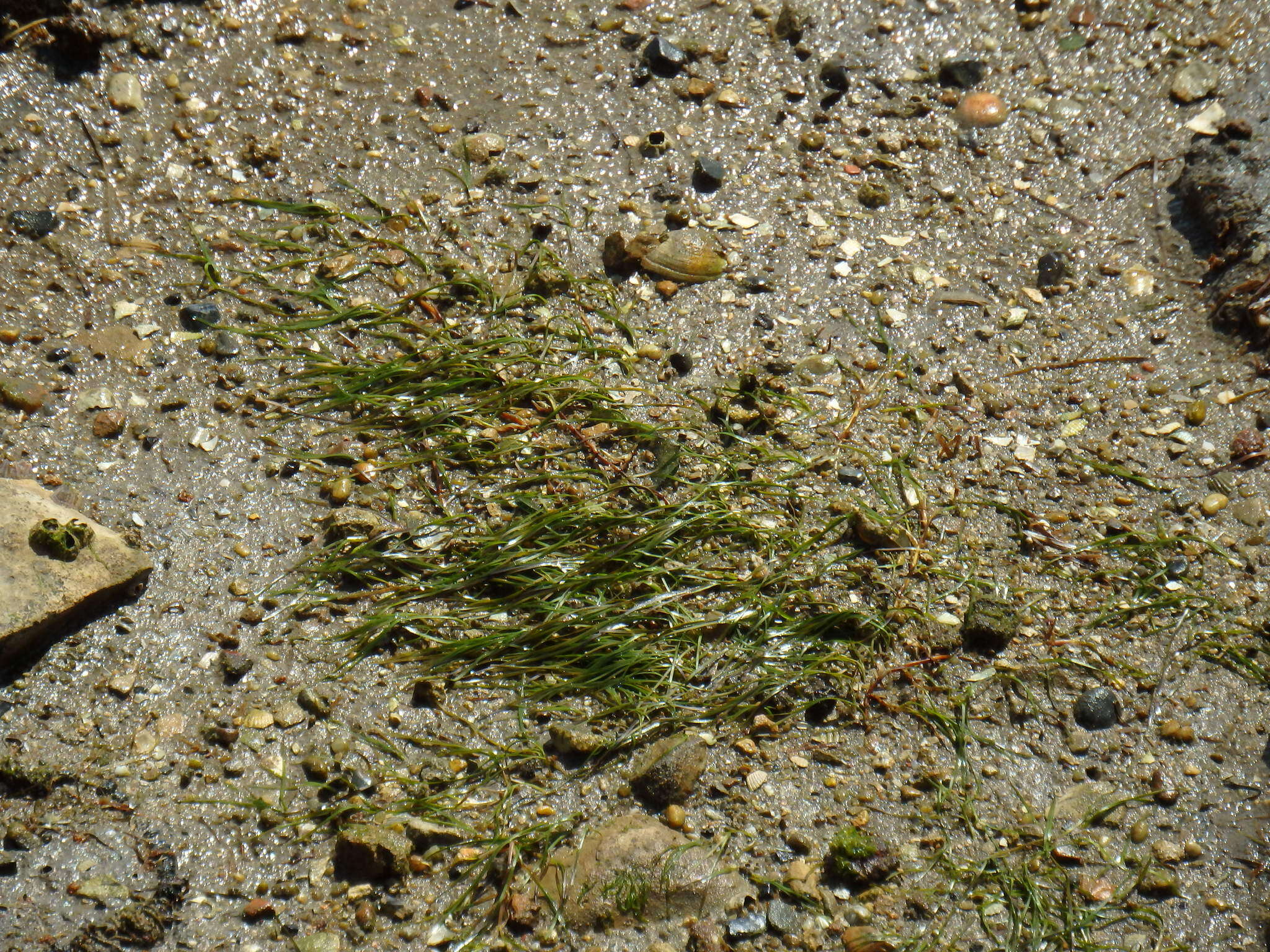 Image of Zostera noltii Hornem.