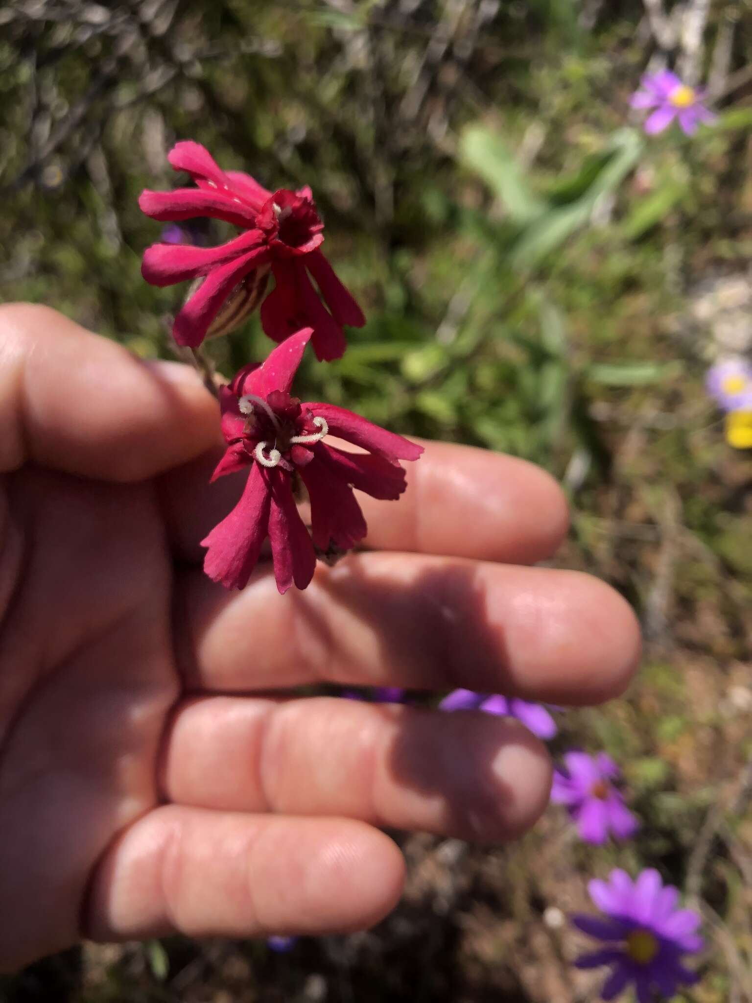 Plancia ëd Silene ornata Ait.