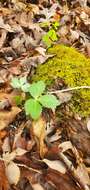 Image of Small's blacksnakeroot