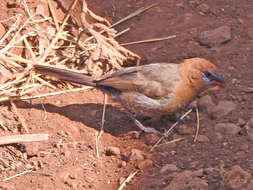 Image of Purple Grenadier