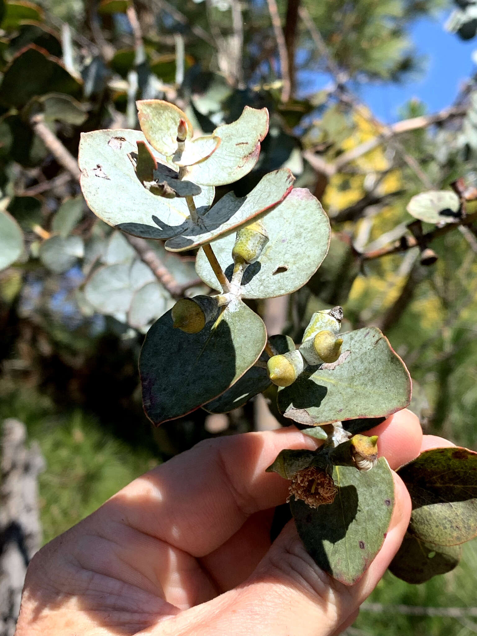 Image of Silver-leaved Mountain Gum