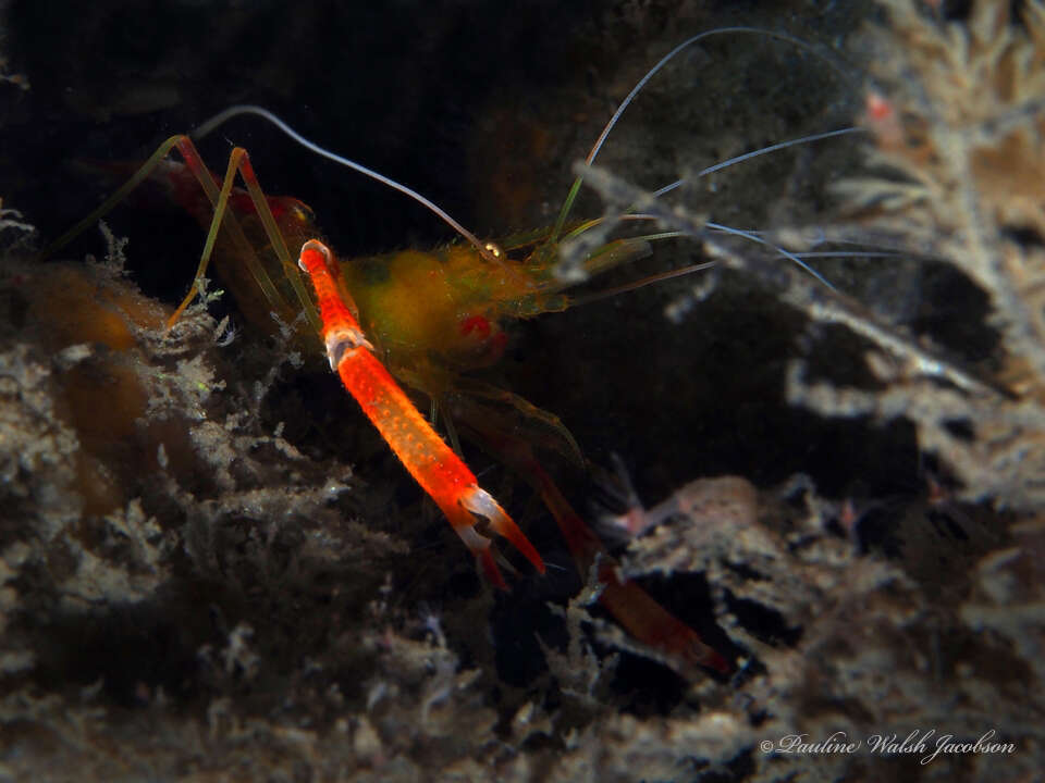 Image of yellowbanded coral shrimp