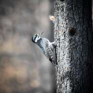 Image of Black-backed Woodpecker