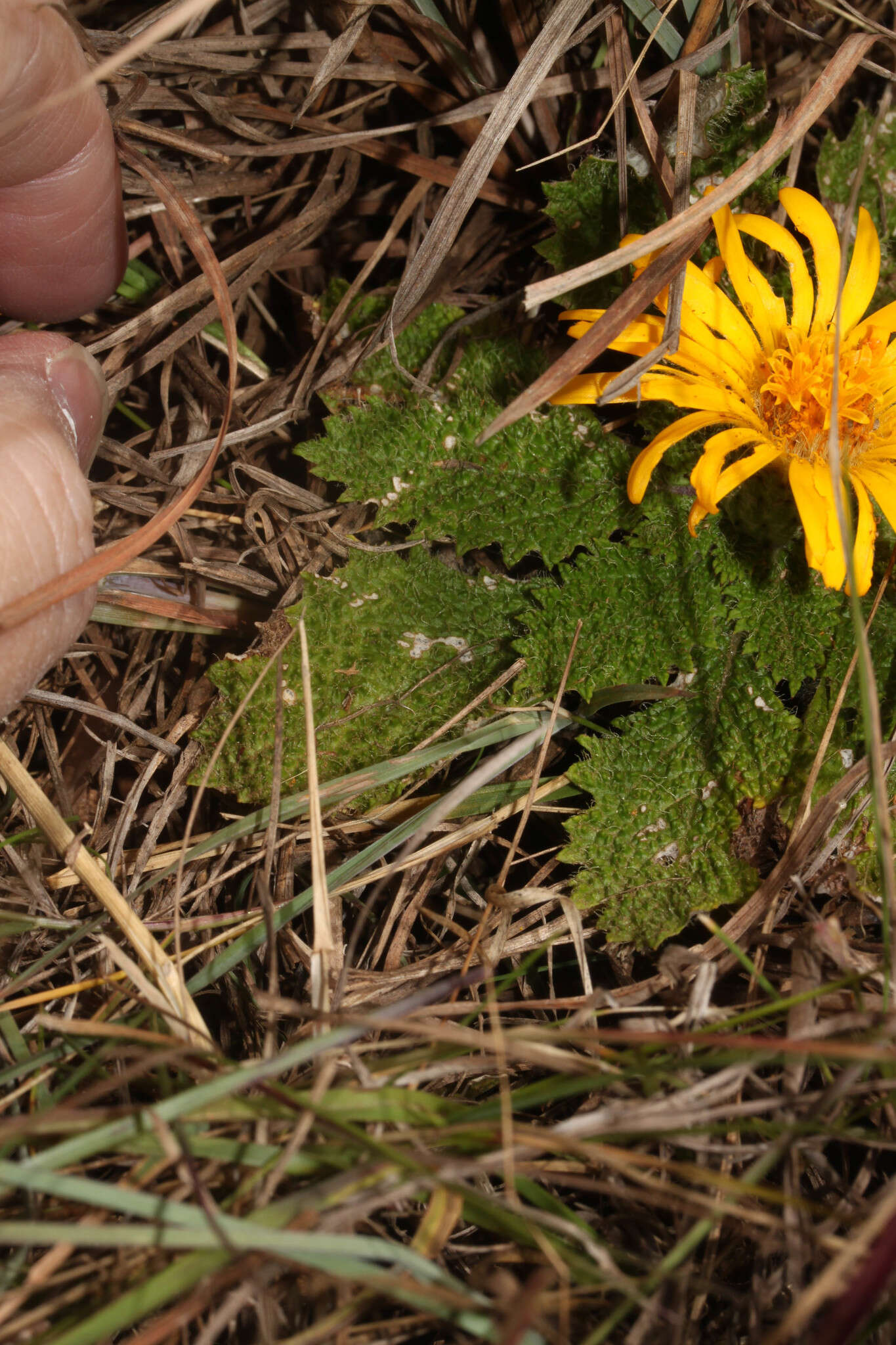 Image of Paranephelius bullatus A. Gray ex Wedd.