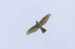 Image of Japanese Sparrowhawk