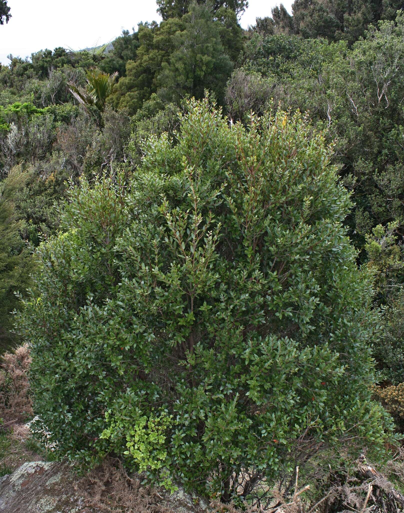 Image of northern rata