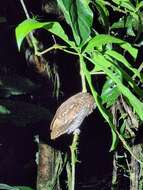 Image of Choco Screech Owl