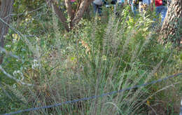 Image of Lindheimer's Muhly