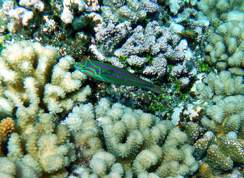 Image of Five striped surge wrasse