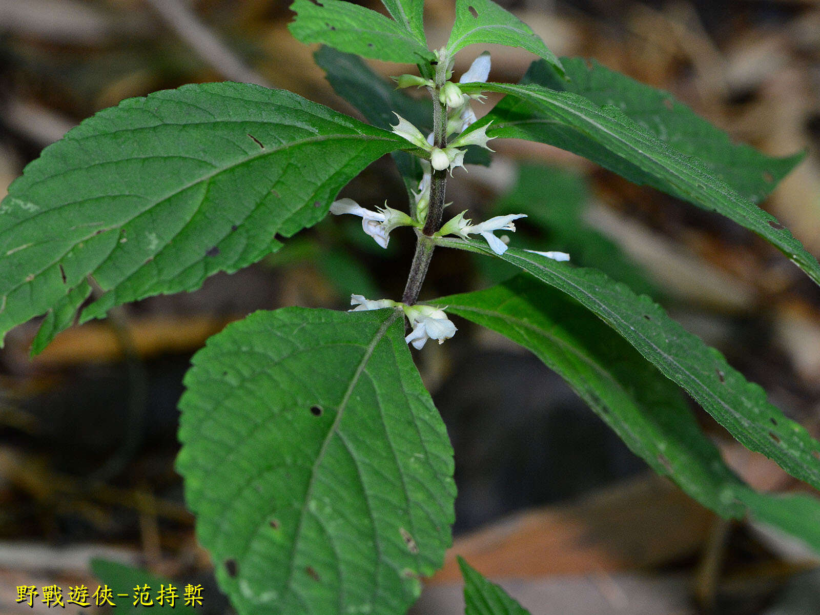 Image of Paraphlomis formosana (Hayata) T. H. Hsieh & T. C. Huang