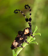 Image of Cloniocerus bohemanni White 1855