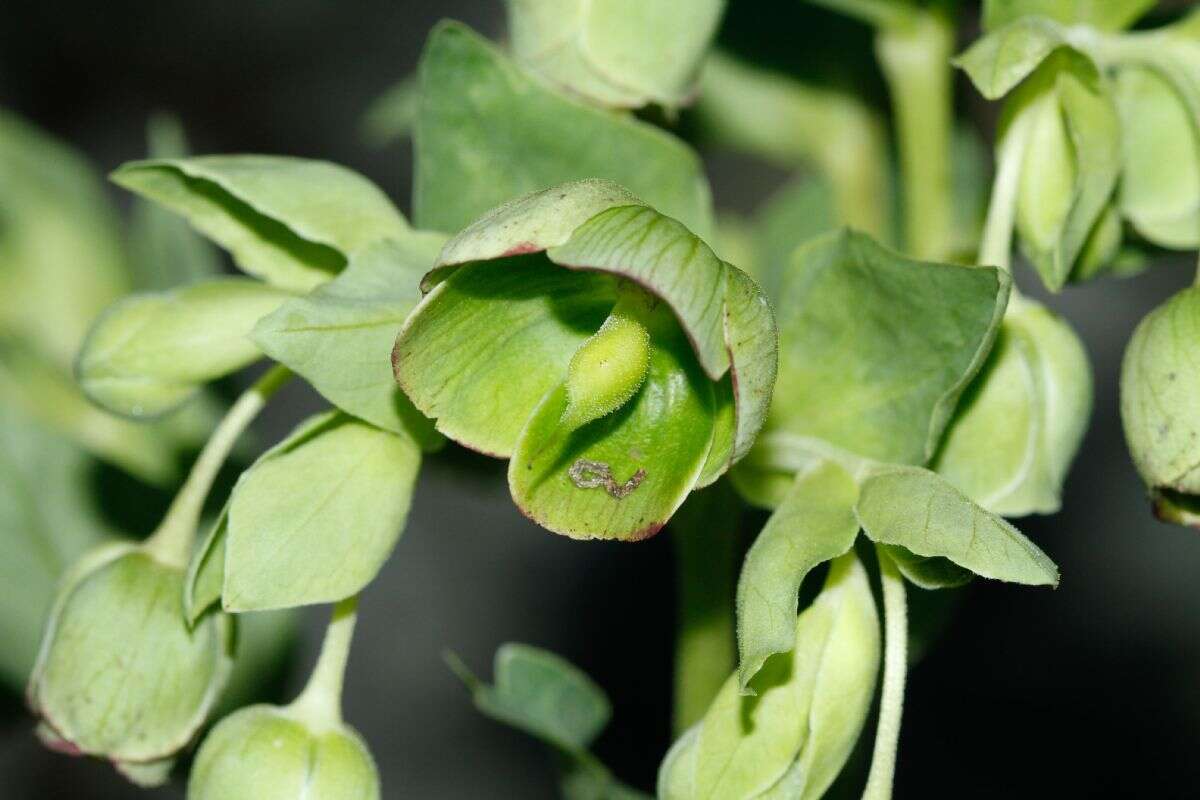 Plancia ëd Helleborus foetidus L.