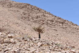 Image of Browningia candelaris (Meyen) Britton & Rose