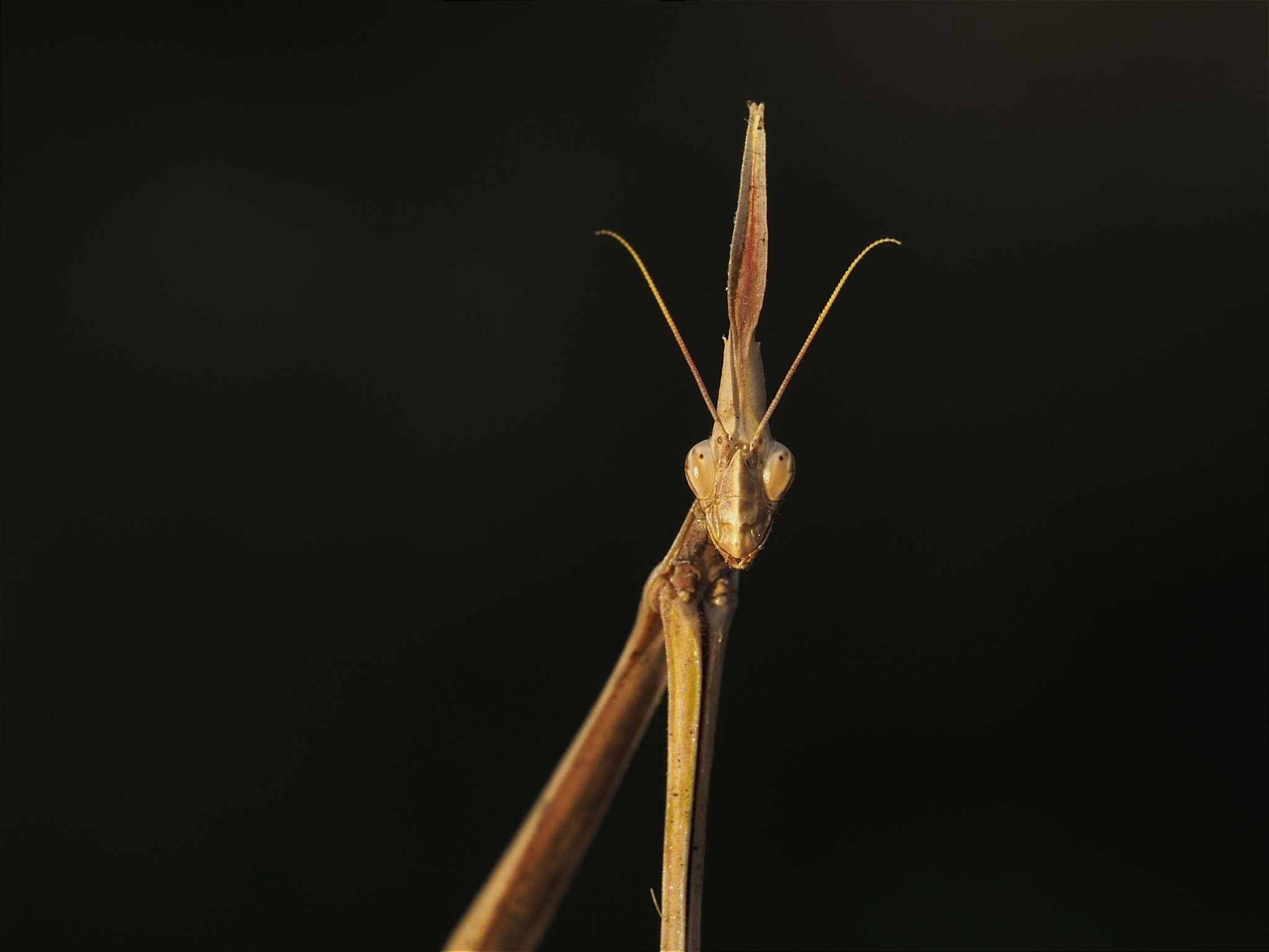 Image of Hypsicorypha gracilis Burmeister 1838