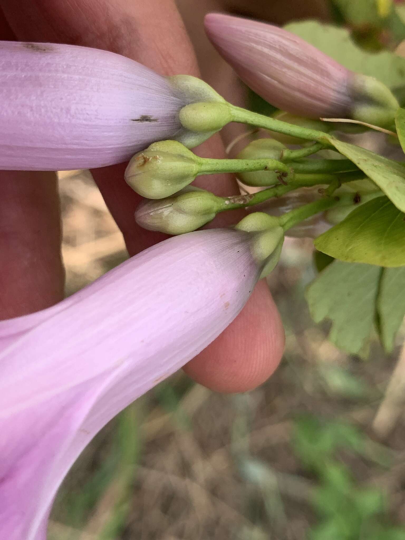 Plancia ëd Ipomoea batatoides Choisy