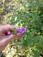 Image of trailing shrubverbena