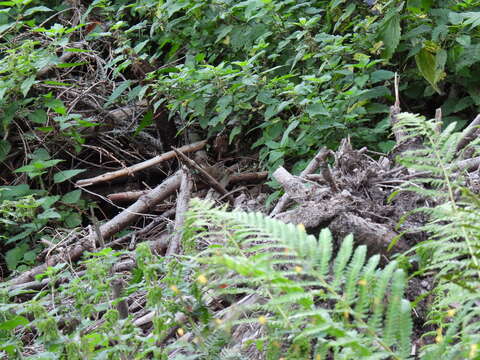 Sivun Troglodytes troglodytes troglodytes (Linnaeus 1758) kuva