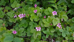 Слика од Rubus paracaulis L. H. Bailey