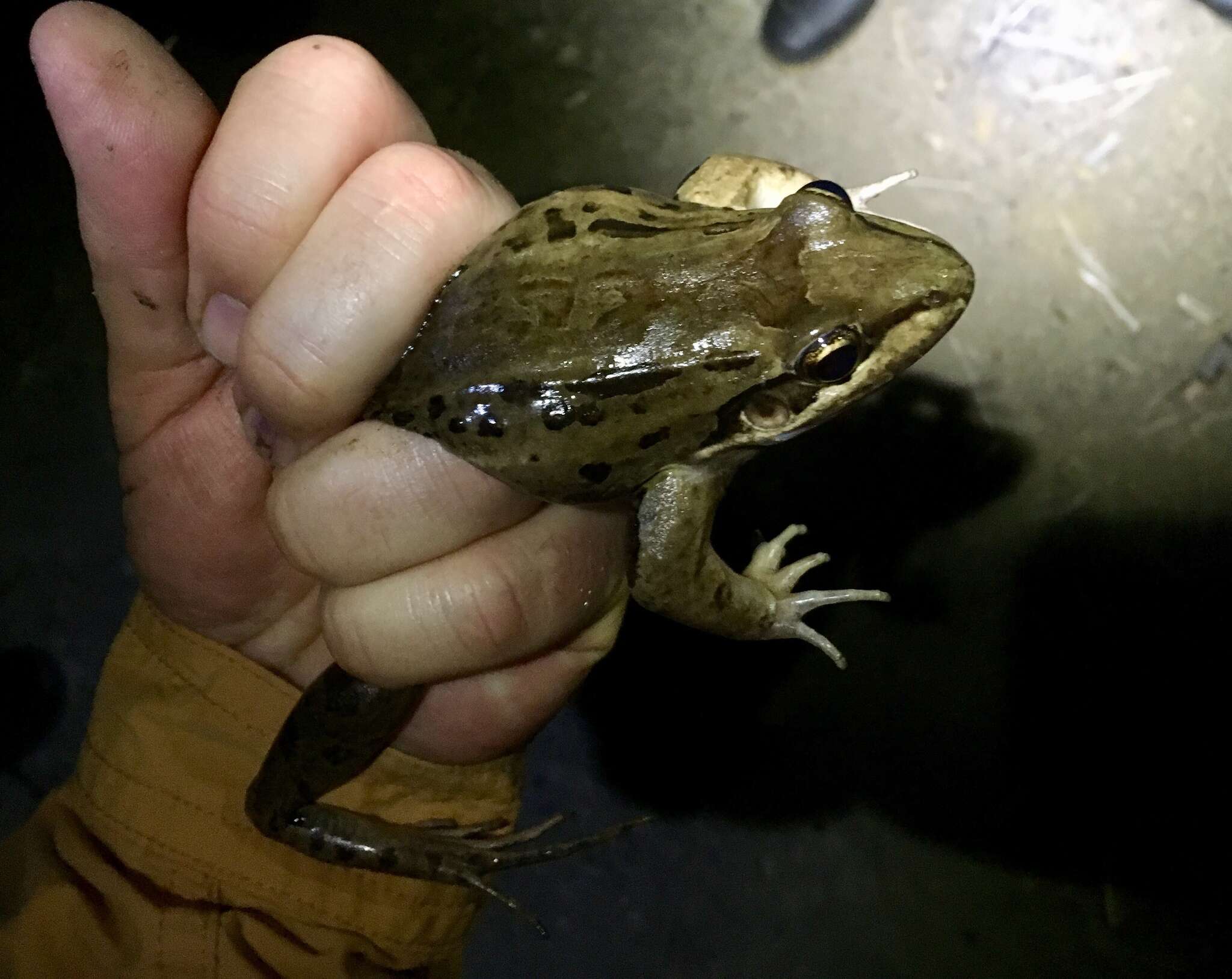 Image of Bolivian White-lipped Frog