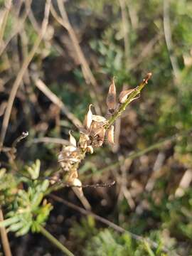 Image of Astragalus versicolor Pall.