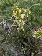 Image de Pedicularis parryi A. Gray