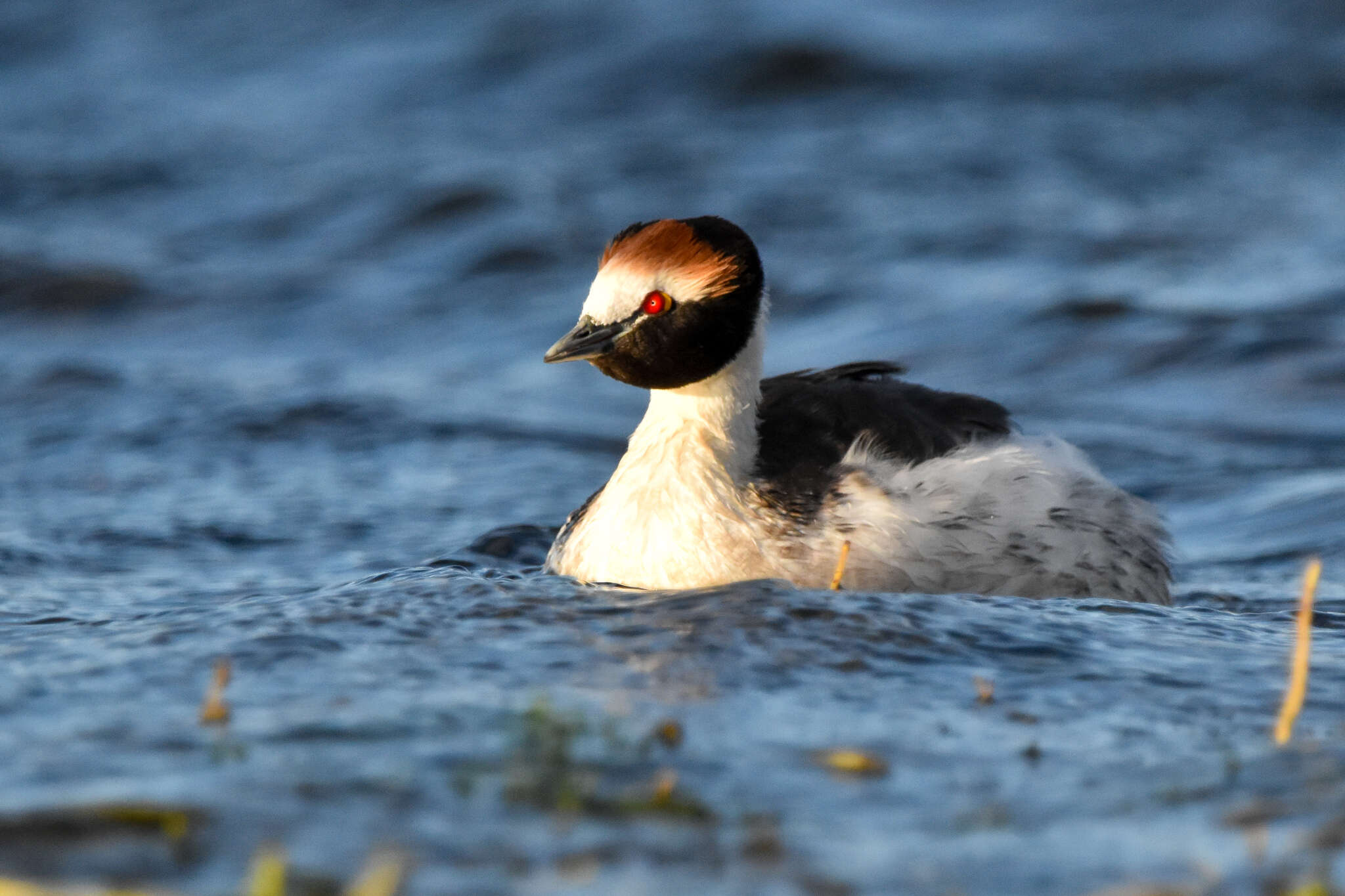 Image of Hooded Grebe