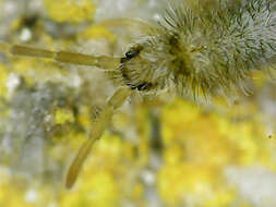 Image of Entomobrya schoetti Stach 1922