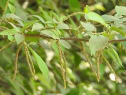 Image de Acalypha diversifolia Jacq.