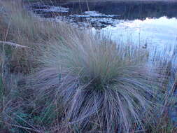 Imagem de Miscanthus junceus (Stapf) Pilg.