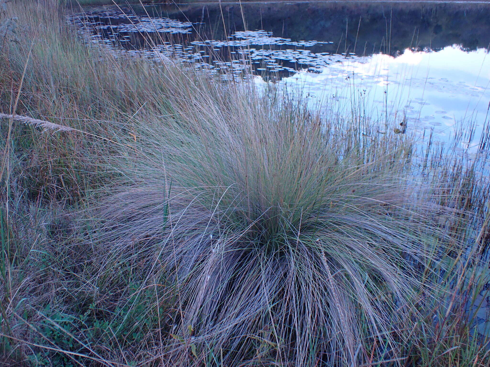 Imagem de Miscanthus junceus (Stapf) Pilg.